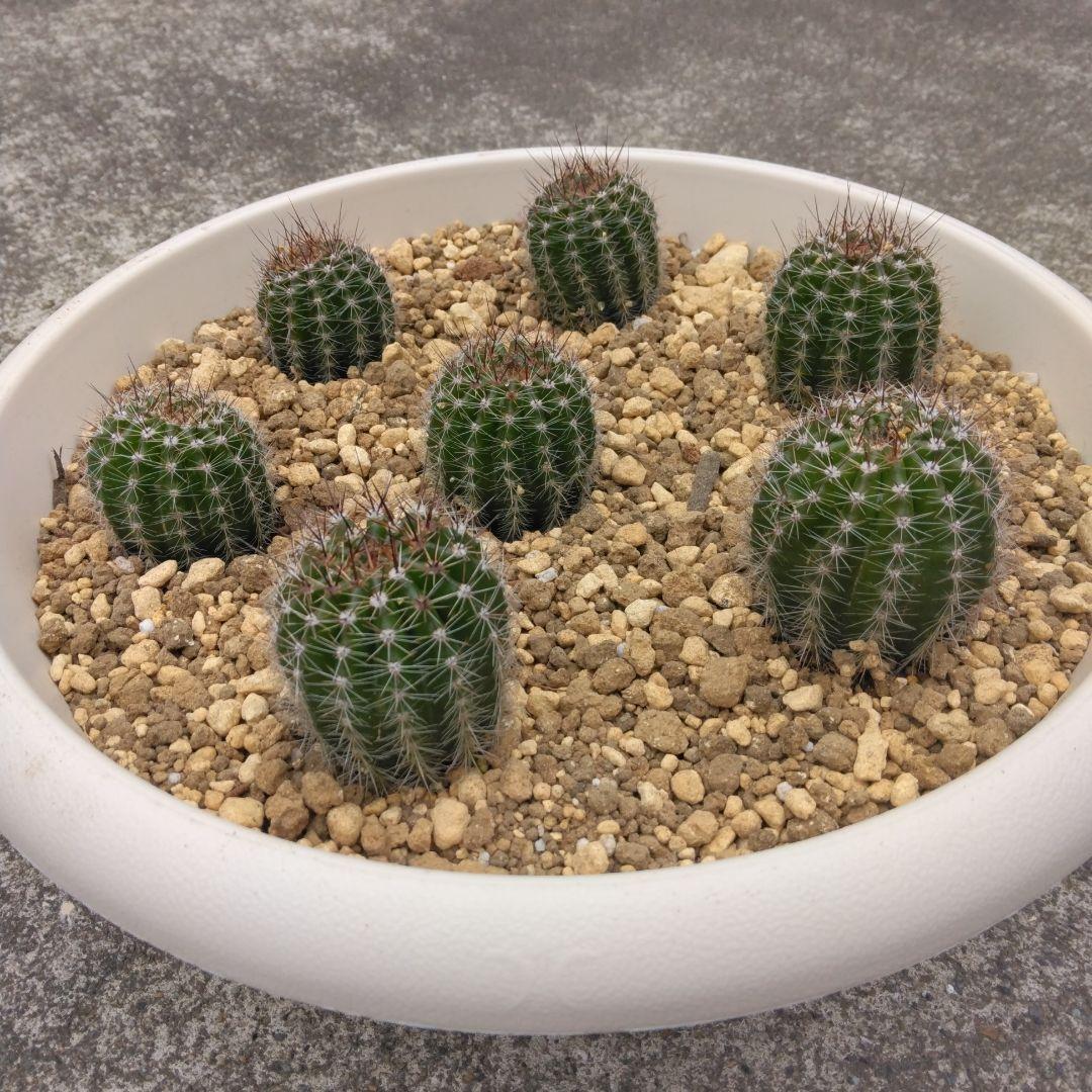 花サボテン　レディ　7株　多肉植物