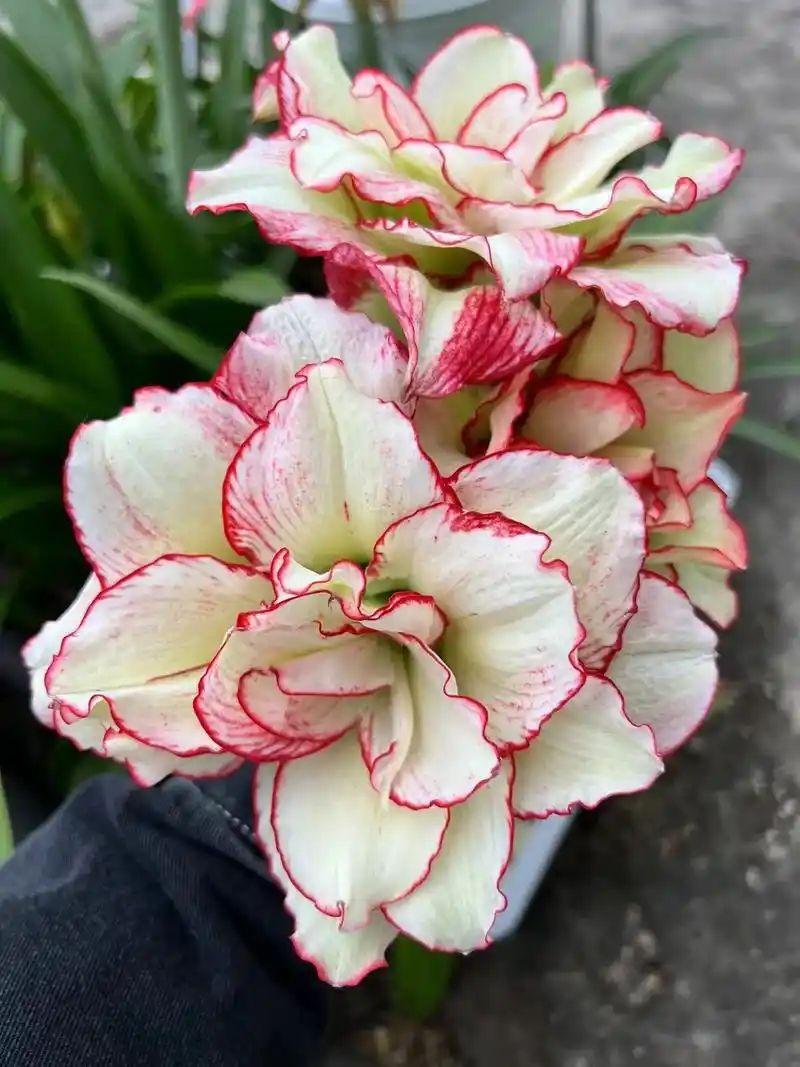 アマリリス：ニンフ1球（八重咲き大輪） の通販 | 園芸ネット