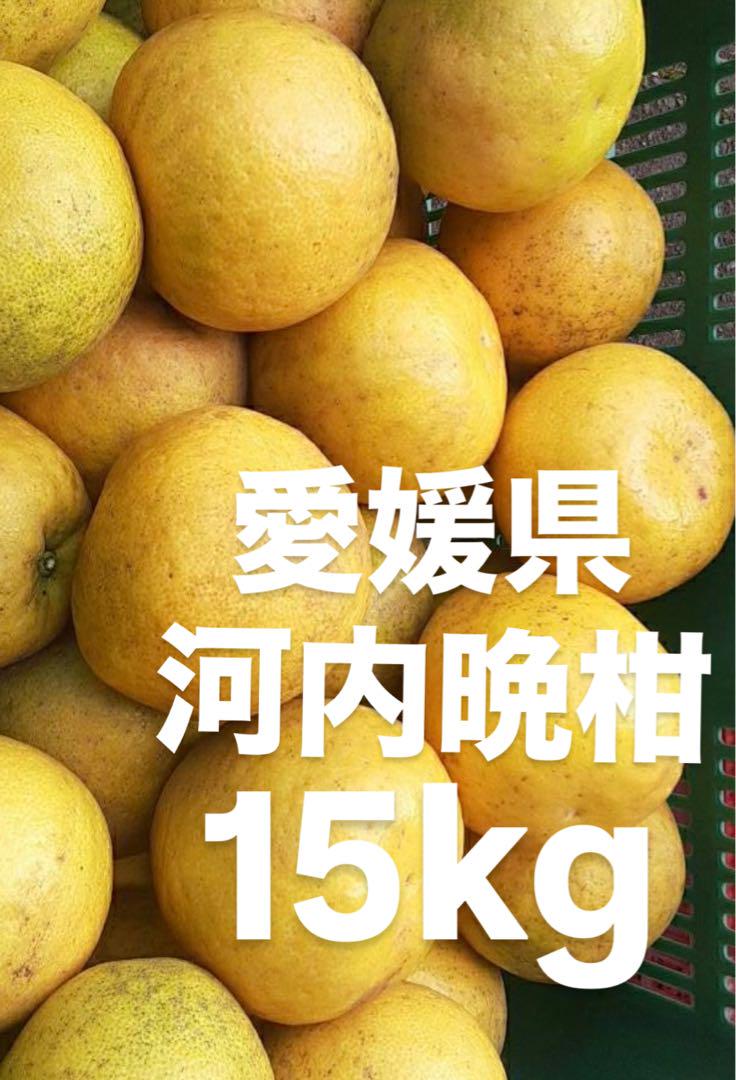 愛媛県産　宇和ゴールド　河内晩柑　柑橘　15kg