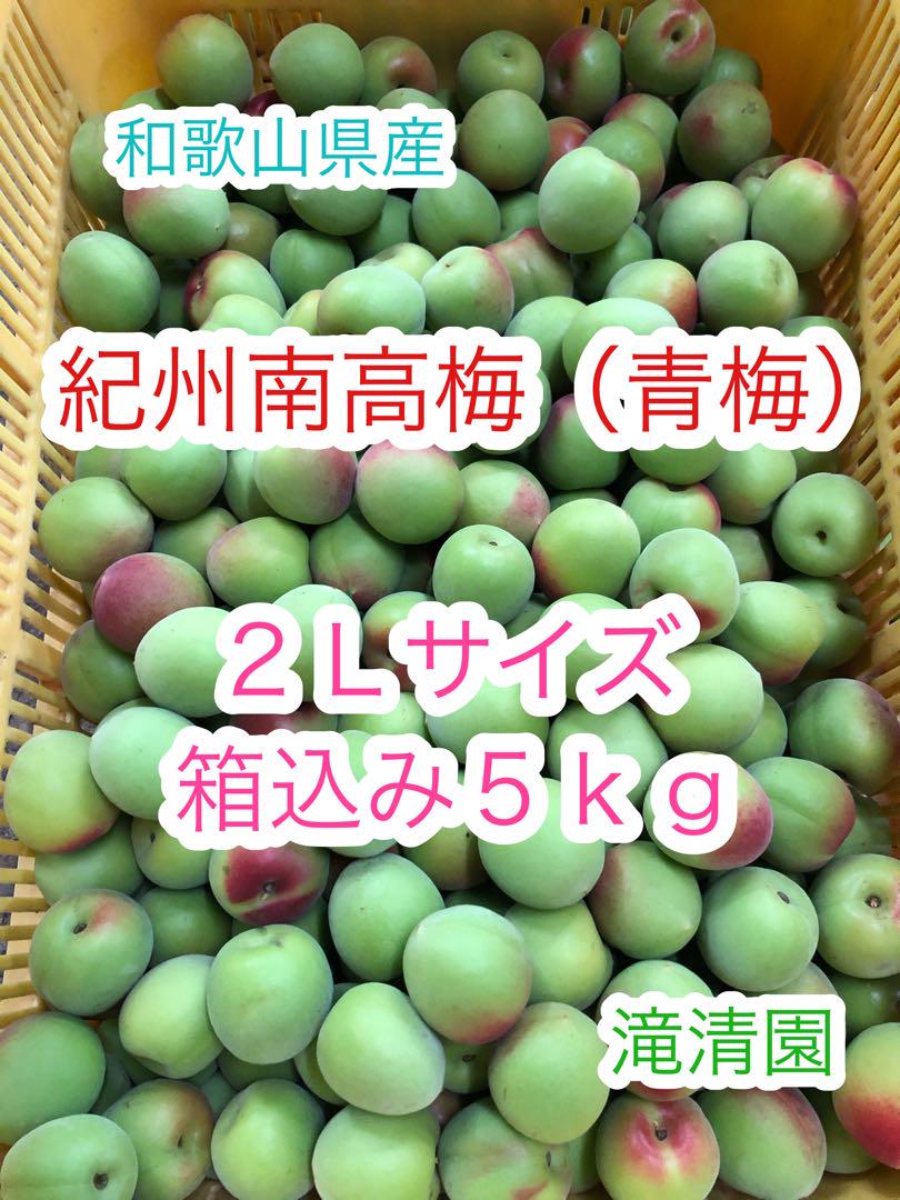 和歌山県産　南高梅（青梅）　訳あり　２Ｌサイズ　箱込み５ｋｇ　滝清園