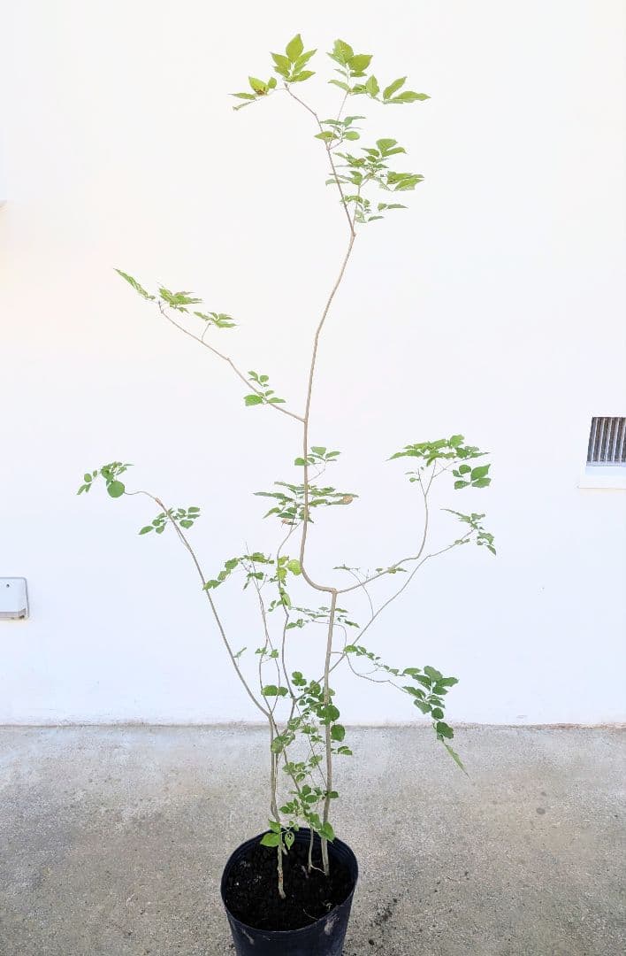 鉢植え。山採りアオダモ。 鉢植え。山採りアオダモ。