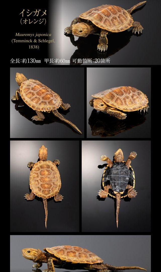オンライン限定 いきもの大図鑑カメ02 磁石付き石型スタンド