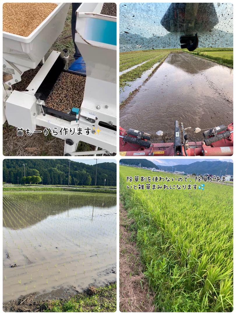 無農薬 無化学肥料　白米10kg　兵庫県丹波市産