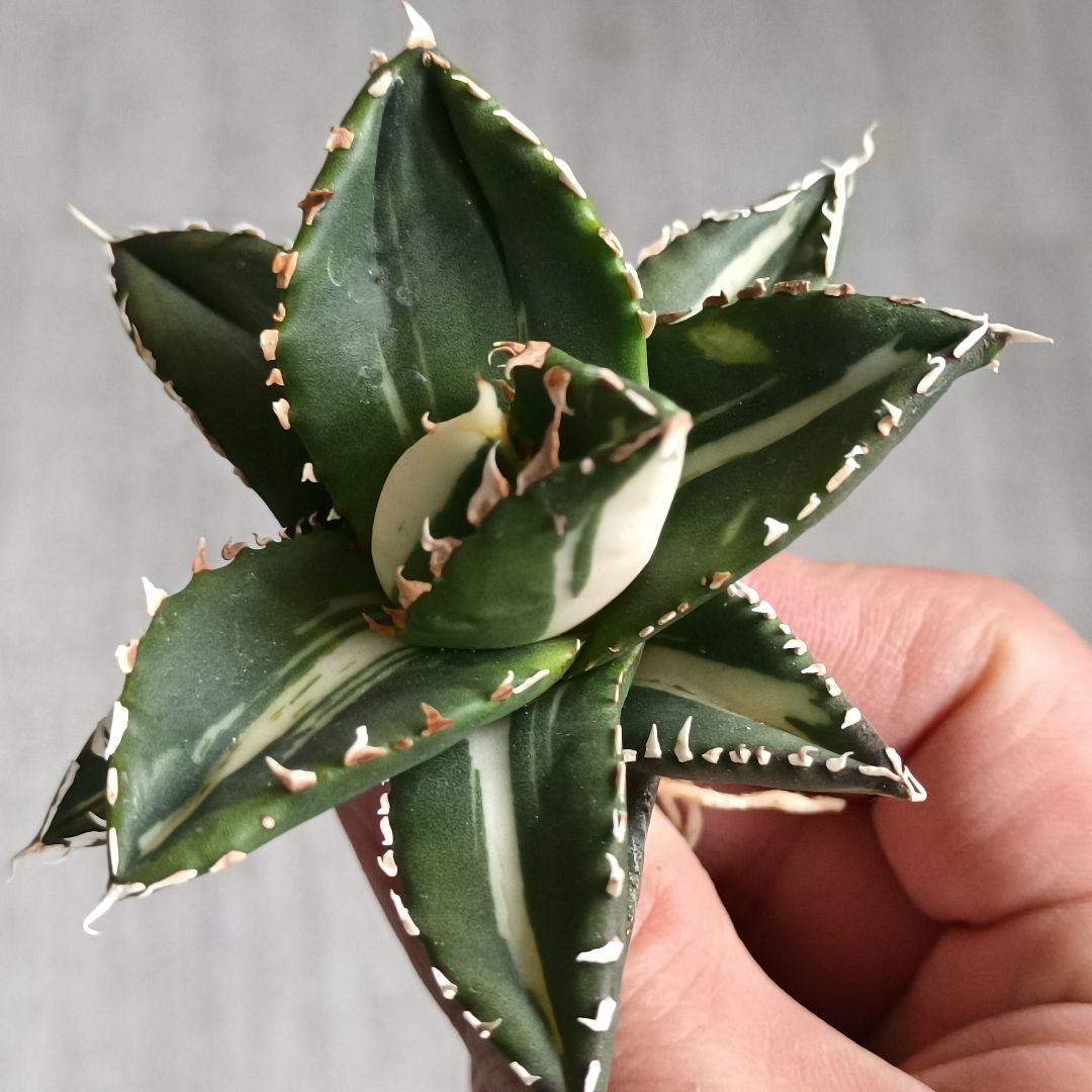 特殊錦 白中斑明錦
