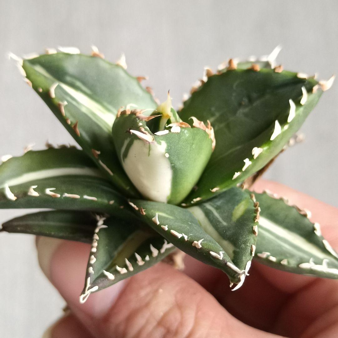 白中斑明錦 株