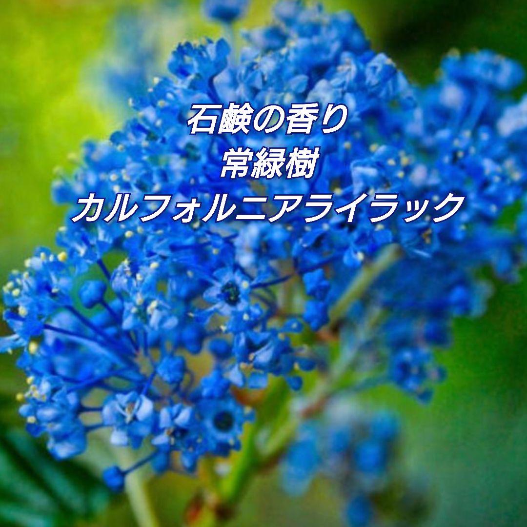 宿根 常緑 セアノサス カルフォルニア ライラック『パシフィック