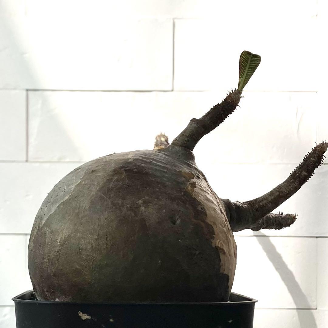 現地球