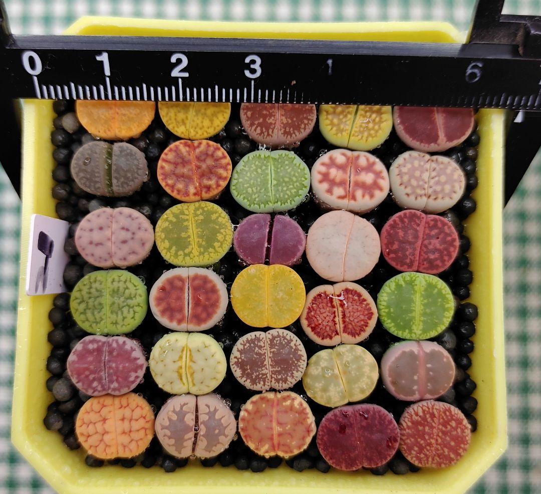 S21 オーダー出品 多肉植物リトープス/コノフィツム抜き苗