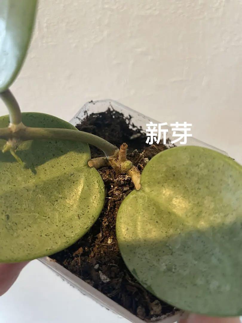 ホヤHoya