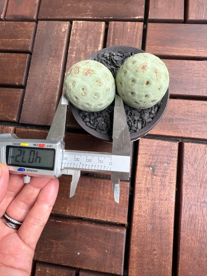 テフロカクタス ゲオメトリクス発根済み目立った傷や汚れなし