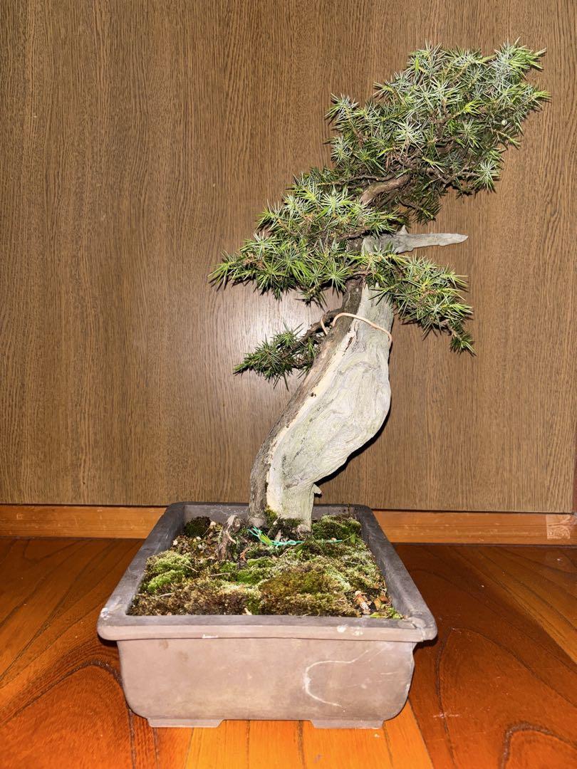 杜松　トショウ　樹高47センチ