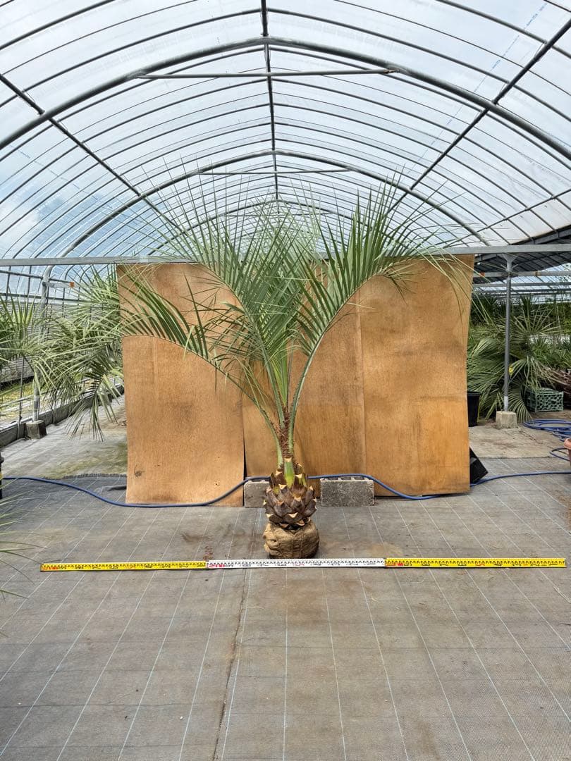 ココスヤシシルバーリーフ 太