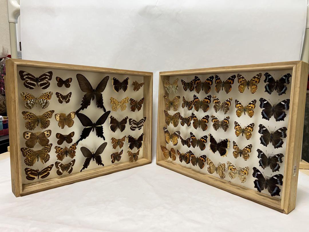 蝶標本採取現状品のみガラスケースサイズ約40x30x6cm2点状態が良