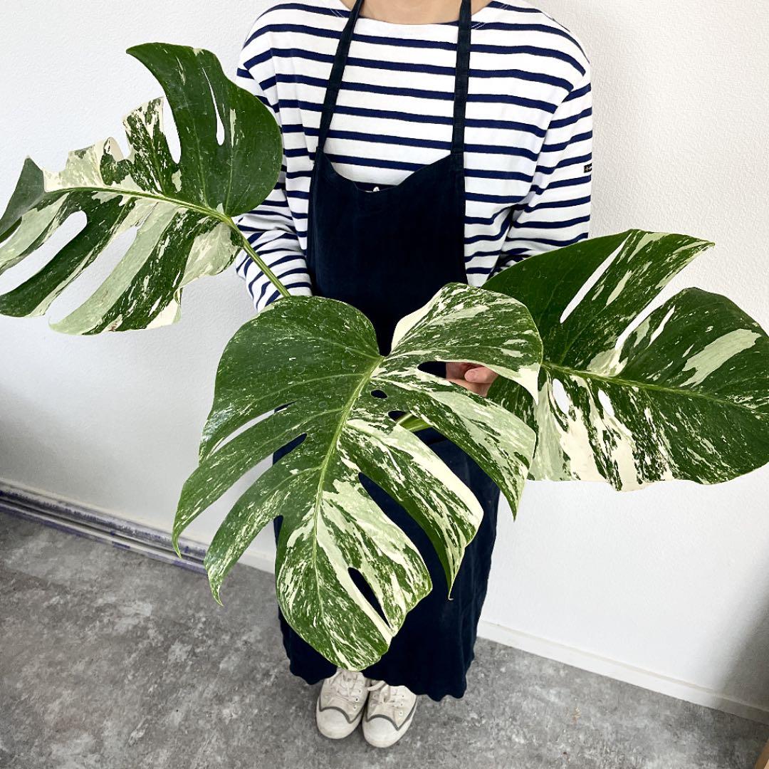 種類豊富な品揃え 124 こちらも大株 散り斑がかなり美しい斑入りモンステラ 植物 観葉植物 インテリア 住まい 小物44 割引 Www Ameublier Com 種類豊富な品揃え 124 こちらも大株 散り斑がかなり美しい斑入りモンステラ 植物 観葉植物 インテリア 住まい 小物44 割引 Www Ameublier Com