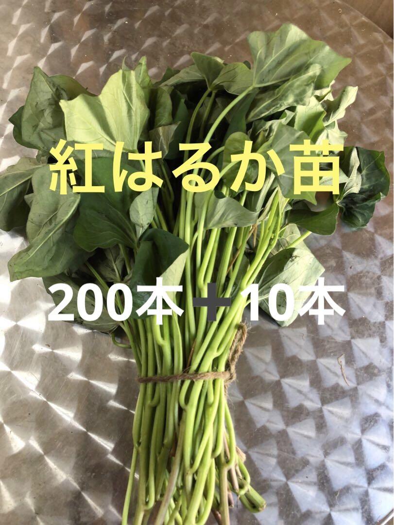 紅はるか切り苗200本 楽天市場】さつまいも苗 さつまいも・紅はるか 一束10本入 切り