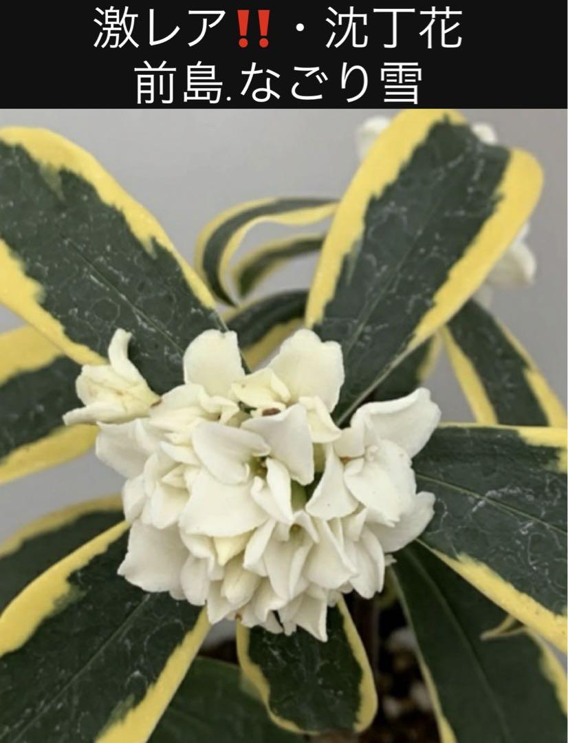 沈丁花/超‼️激レア‼️/入手困難‼️ 黄金斑入り　　　　　　　　　　　前島なごり雪