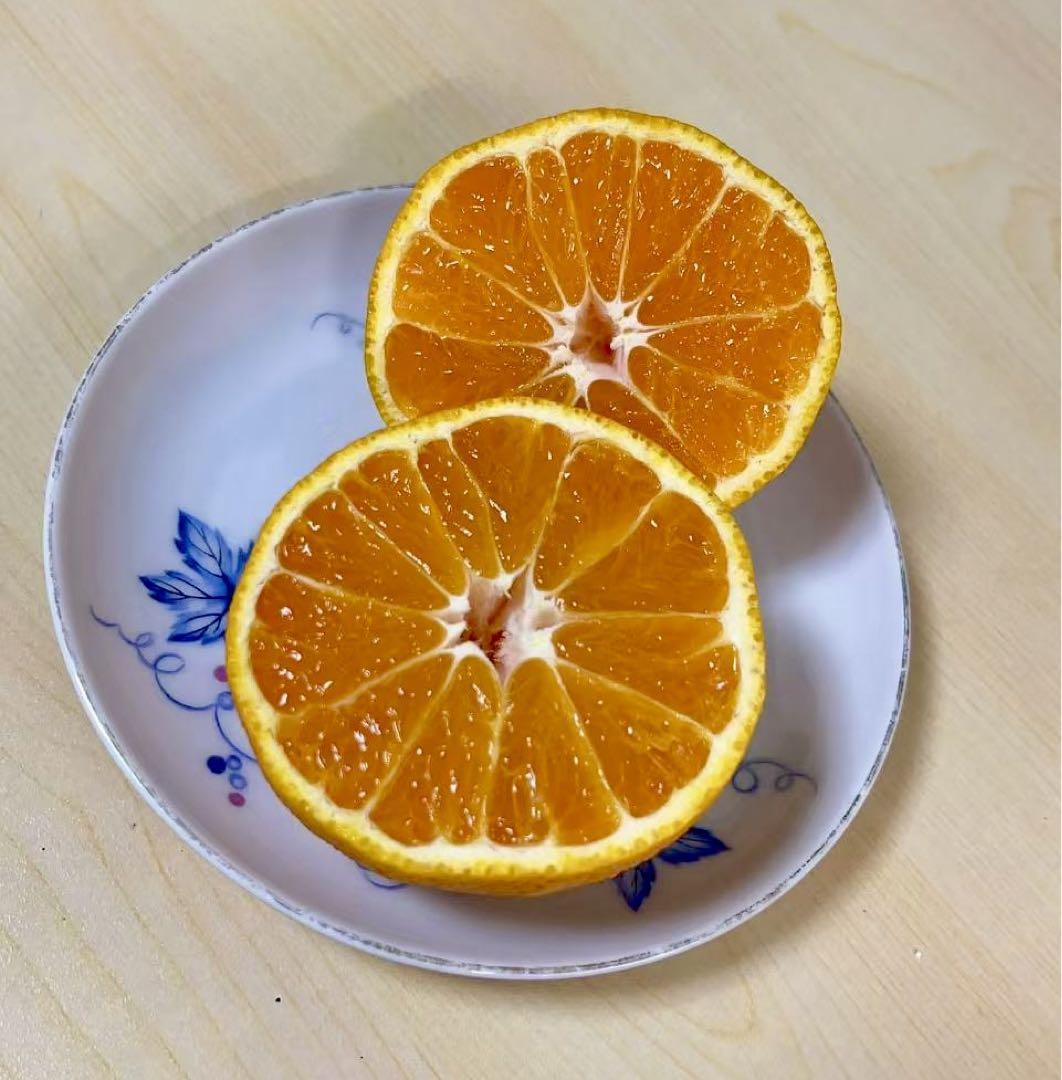 不知火and三ヶ日青島みかん