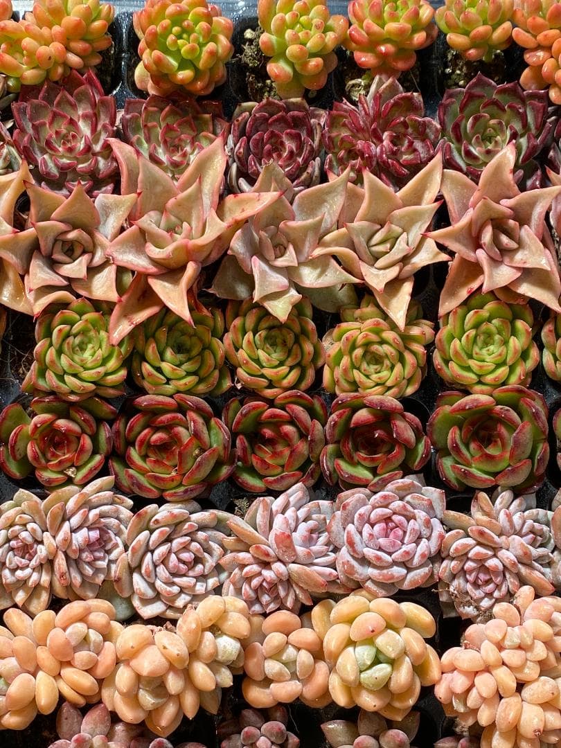 新入荷 15種類セット H234×105苗 土付き 詰め合わせ 多肉植物