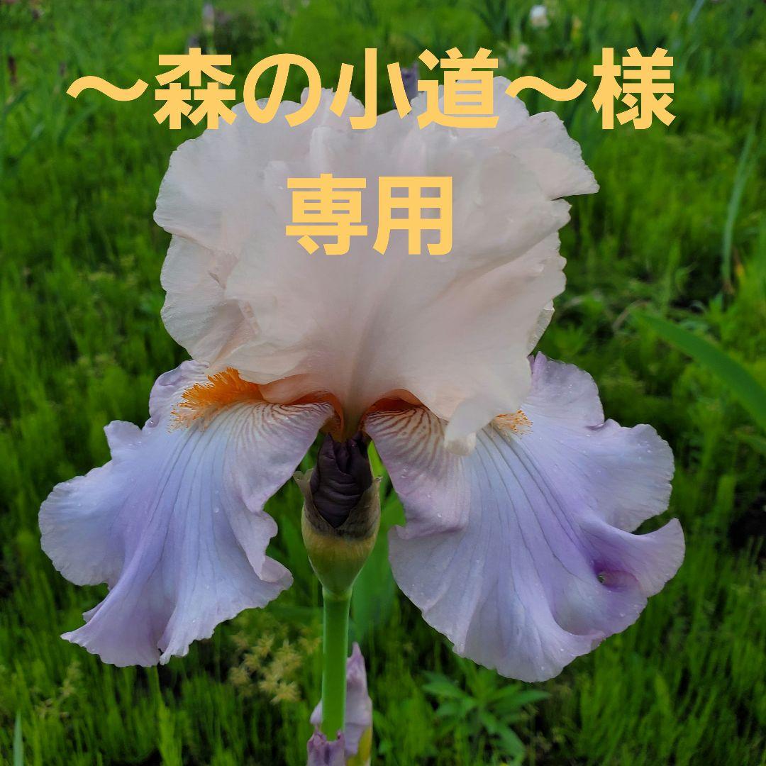 ～森の小道～様専用ジャーマンアイリス