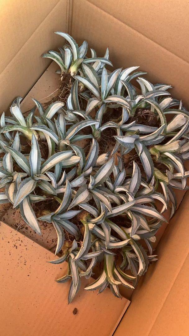 6多肉植物 アガベ アメリカーナ 華厳白中斑 20株同捆