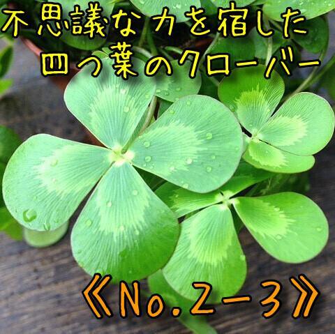 《No.２ー３》不思議な力を宿した四つ葉のクローバー