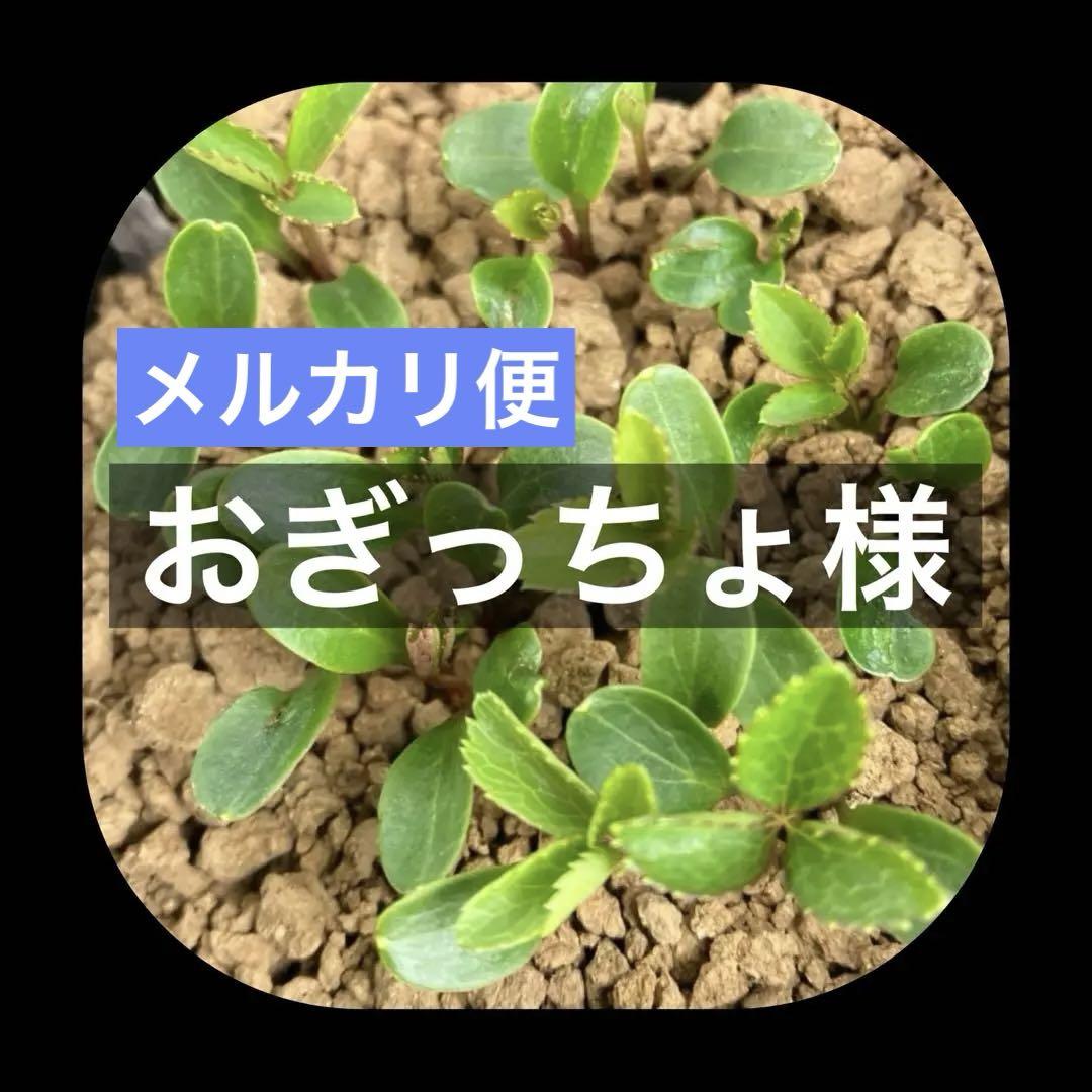 おぎっちょ様 ご専用▪️今季発芽苗▪️