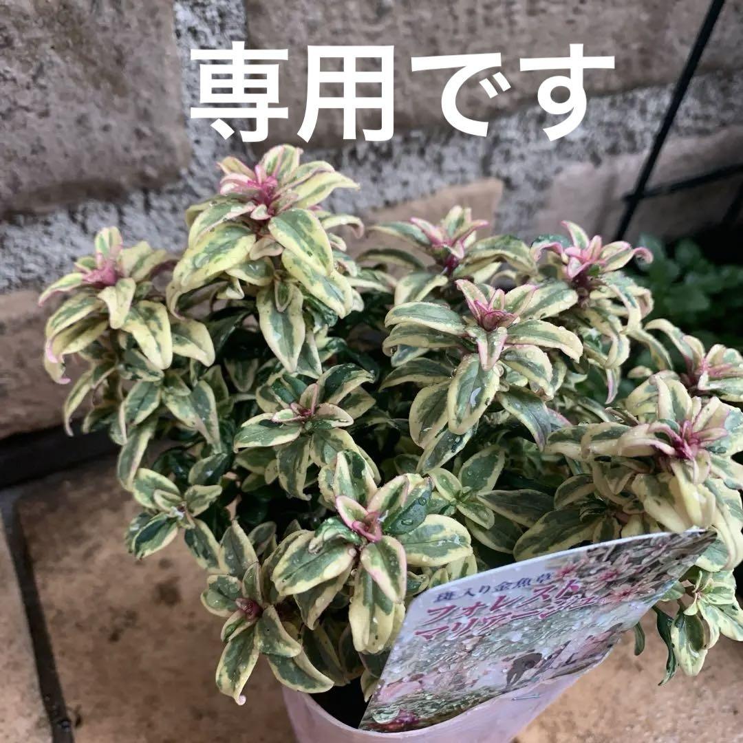 幻のゆり　ウケユリ　請百合　山野草　ガーデニング　観葉植物　カサブランカ　球根 幻のゆり ウケユリ 請百合 山野草 ガーデニング 観葉植物