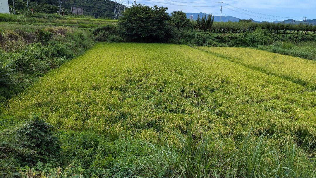 573さま専用 R6年産 農薬不使用 山形県産 ササニシキ 玄米25kg