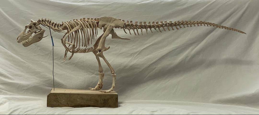 木彫　恐竜　ゴルゴサウルス　1/10スケール全身骨格　80㎝