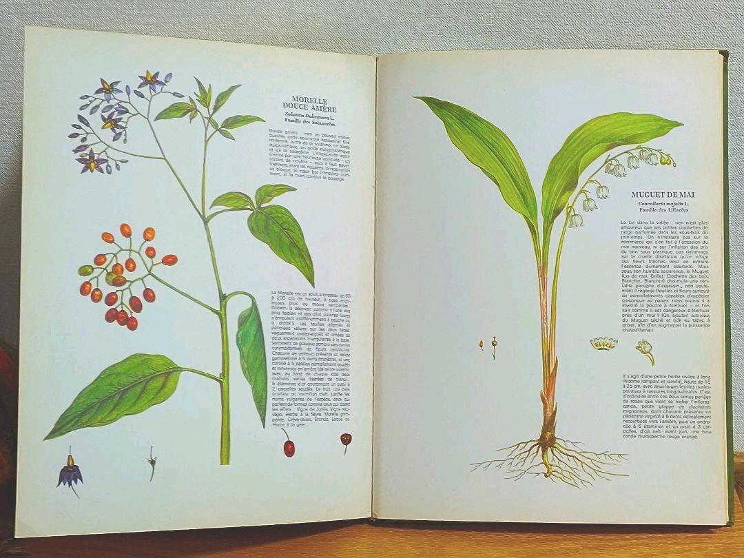 フランスの古い植物図鑑 洋書 古書 フランスの古い植物図鑑 洋書 古書