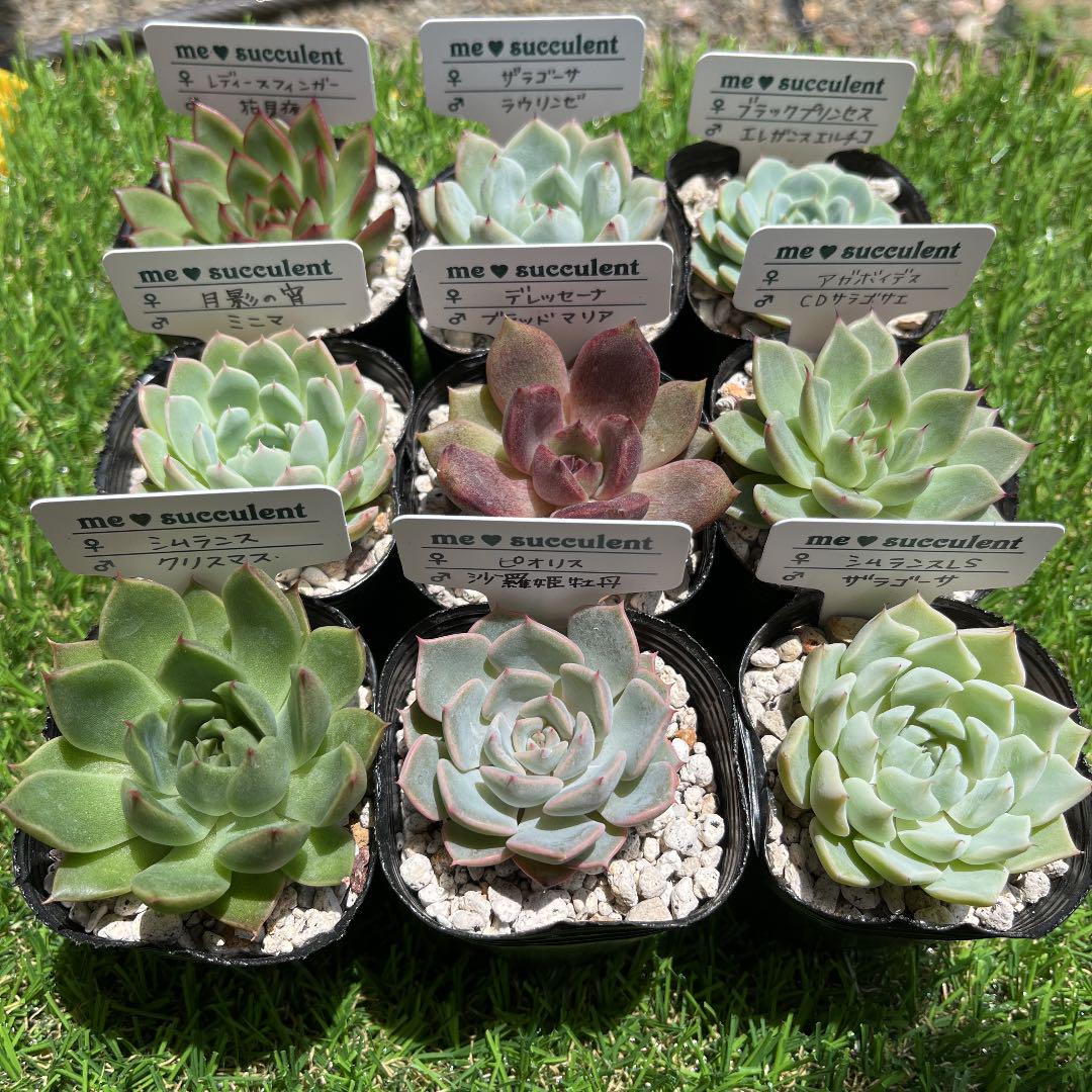 グリーン系驚きの価格が実現! 多肉 実生 セット① メルカリ便 植物/観葉植物 インテリア・住まい・小物グリーン系¥11,340-edulynks.com グリーン系驚きの価格が実現! 多肉 実生 セット① メルカリ便 植物/観葉植物 インテリア・住まい・小物グリーン系¥11,340-edulynks.com