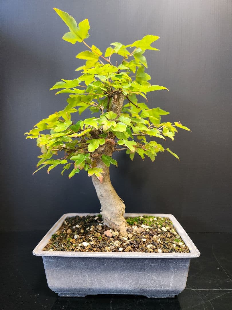 楓 かえで カエデ 楓盆栽 かえで盆栽 小品盆栽 紅葉　素材①