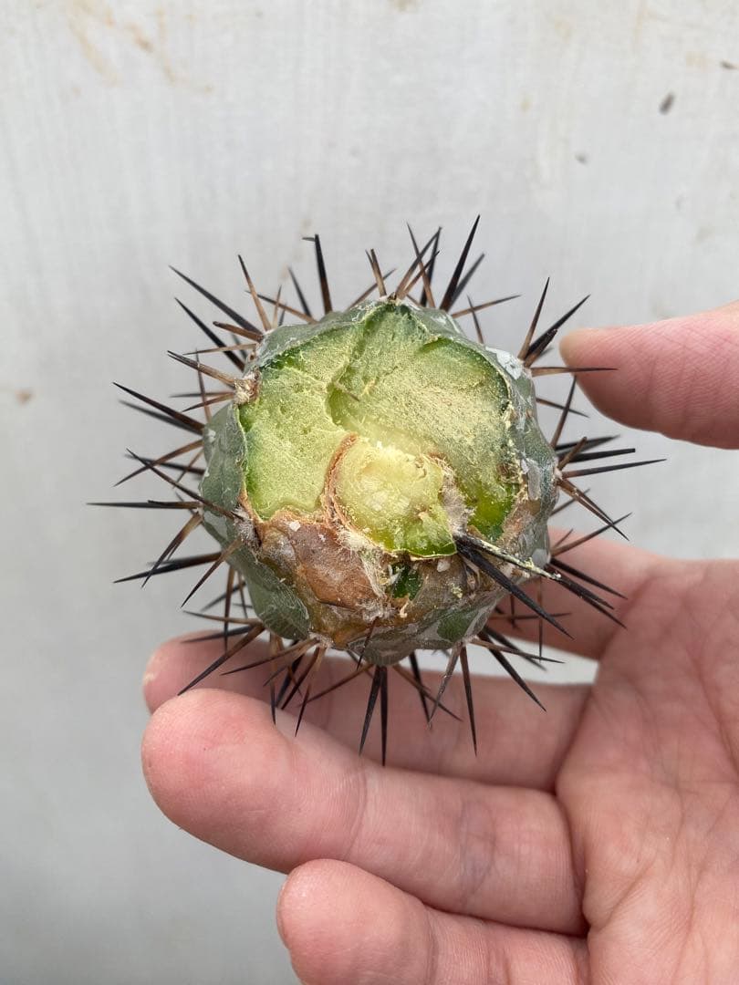 正規 コピアポア 黒王丸 山木 白肌 植物/観葉植物 - www.mijugueteria