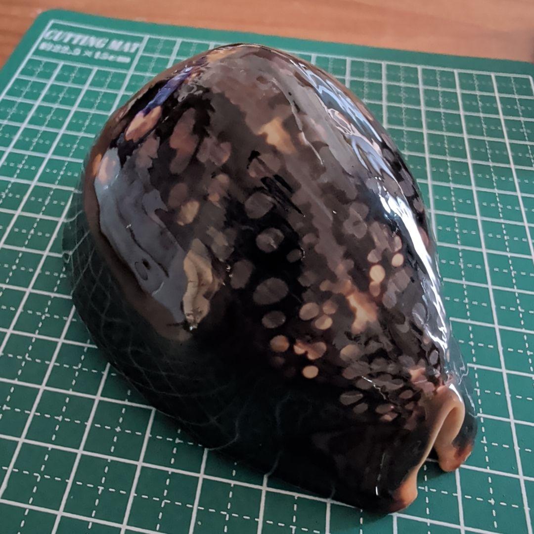 亀の甲羅 黒と茶色の斑点模様 亀の甲羅 黒と茶色の斑点模様 カメの甲羅の名称や構造と