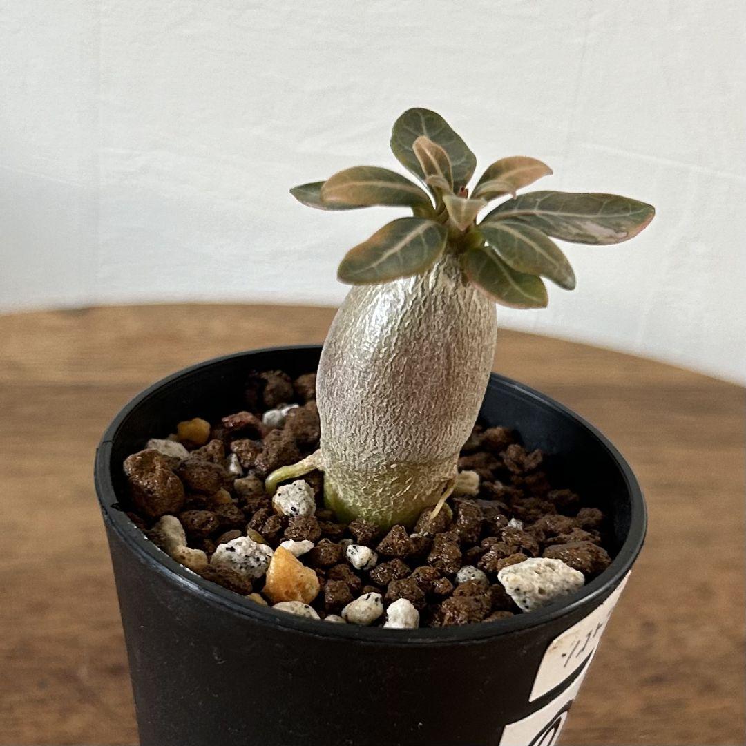 実生株 アデニウム ソコトラナム 純血 塊根植物・コーデックス