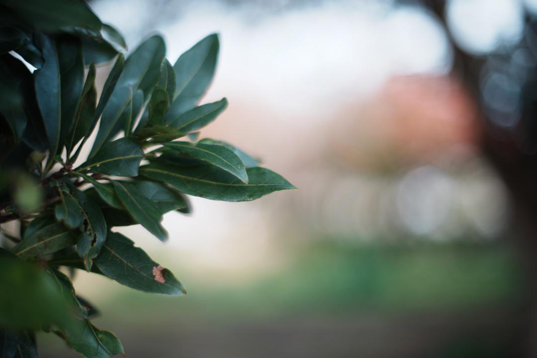 【美品】動作◎ オリンパス G.Zuiko auto 50mm F1.4 664