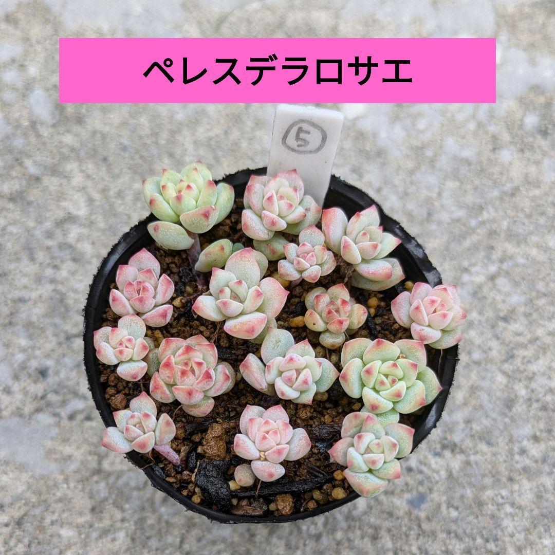 はるみさま　ペレスデラロサエ　抜き苗　⑤