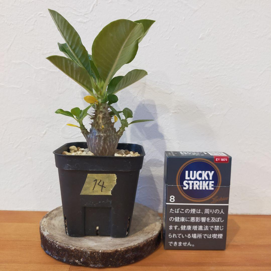 14 グラキリス