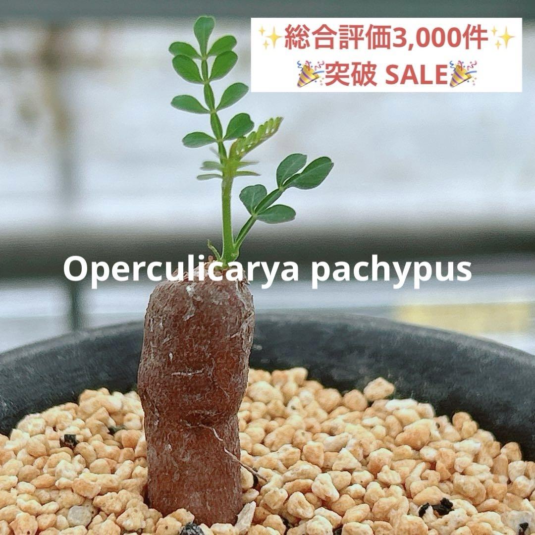 感謝SALE☆大特価】 オペルクリカリア パキプス パワータンク 53