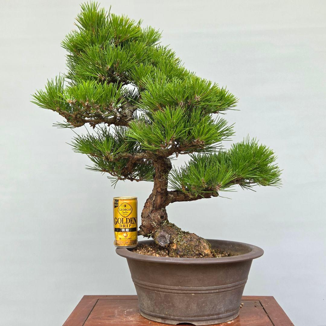 黒松　[模様木]　大品盆栽