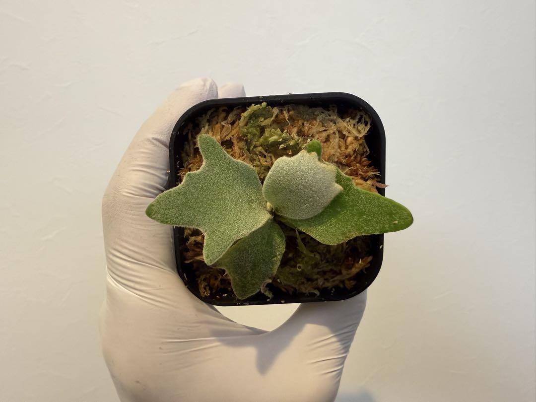 国内産！willinckii dwarf 金童 spore ビカクシダ