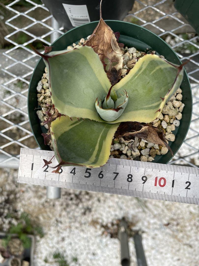 Agave ドライガーデン