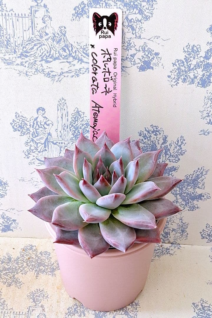 ポルボローネ×コロラータアテマハック札付きポットごとメルカリ便ルイパパさん苗やや傷や汚れあり