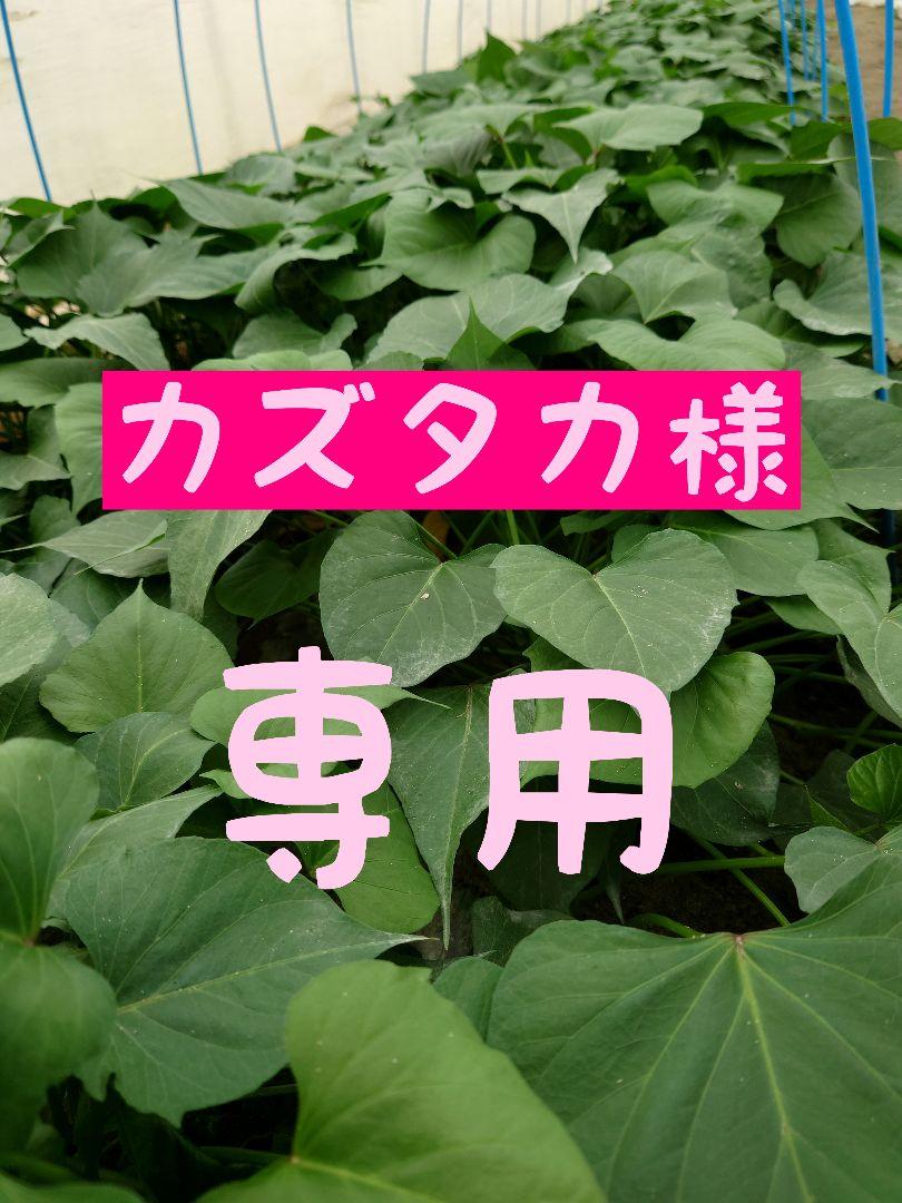 さつまいも苗⭕️紅はるか３０本⭕️あまはづき２０本⭕️】