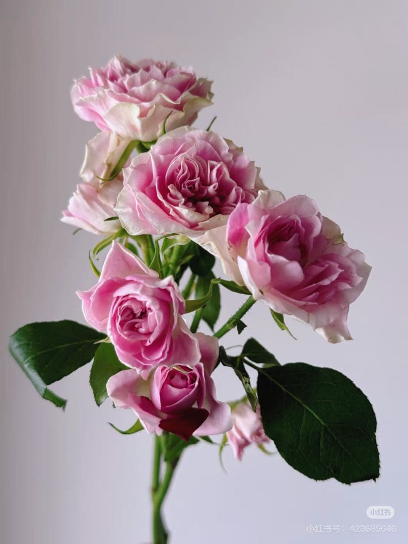 マカロンバラ苗やや傷や汚れあり