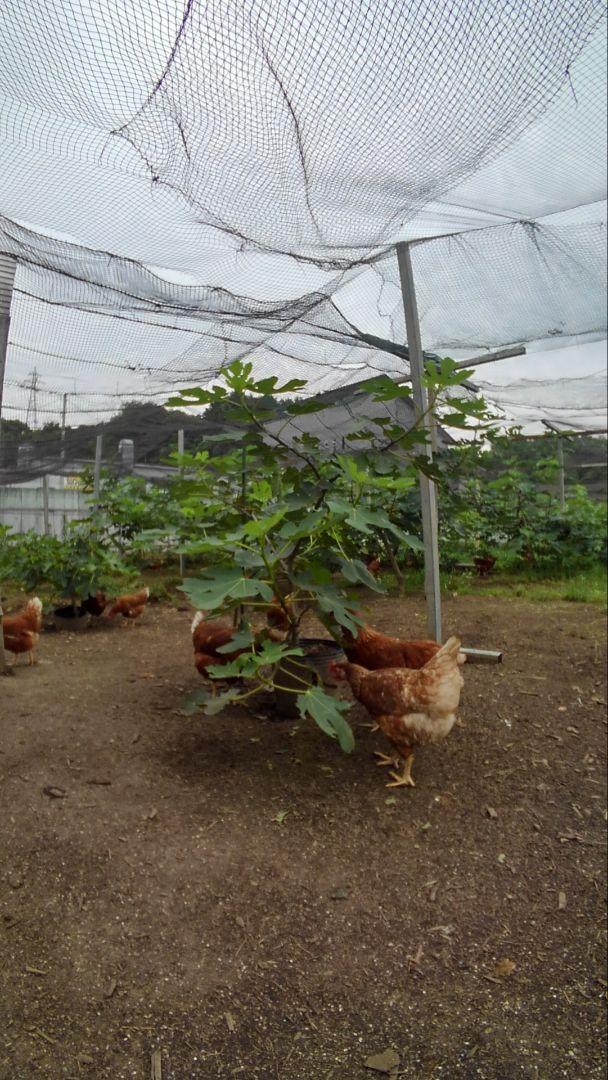 平飼い卵80個2/28常温発送
