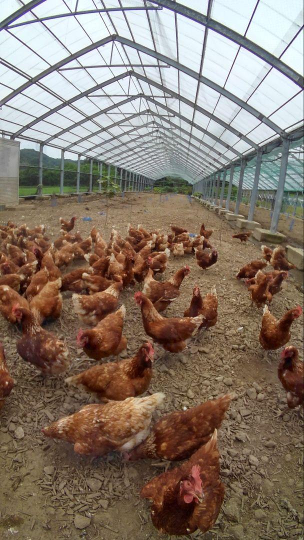 平飼い卵80個2/28常温発送