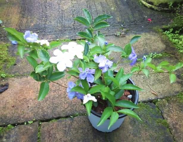 新品 】 植物/観葉植物-ニオイバンマツリ 苗・株 花木・観葉植物 - blog.coaching-steps.com 新品 】 植物/観葉植物-ニオイバンマツリ 苗・株 花木・観葉植物 - blog.coaching-steps.com