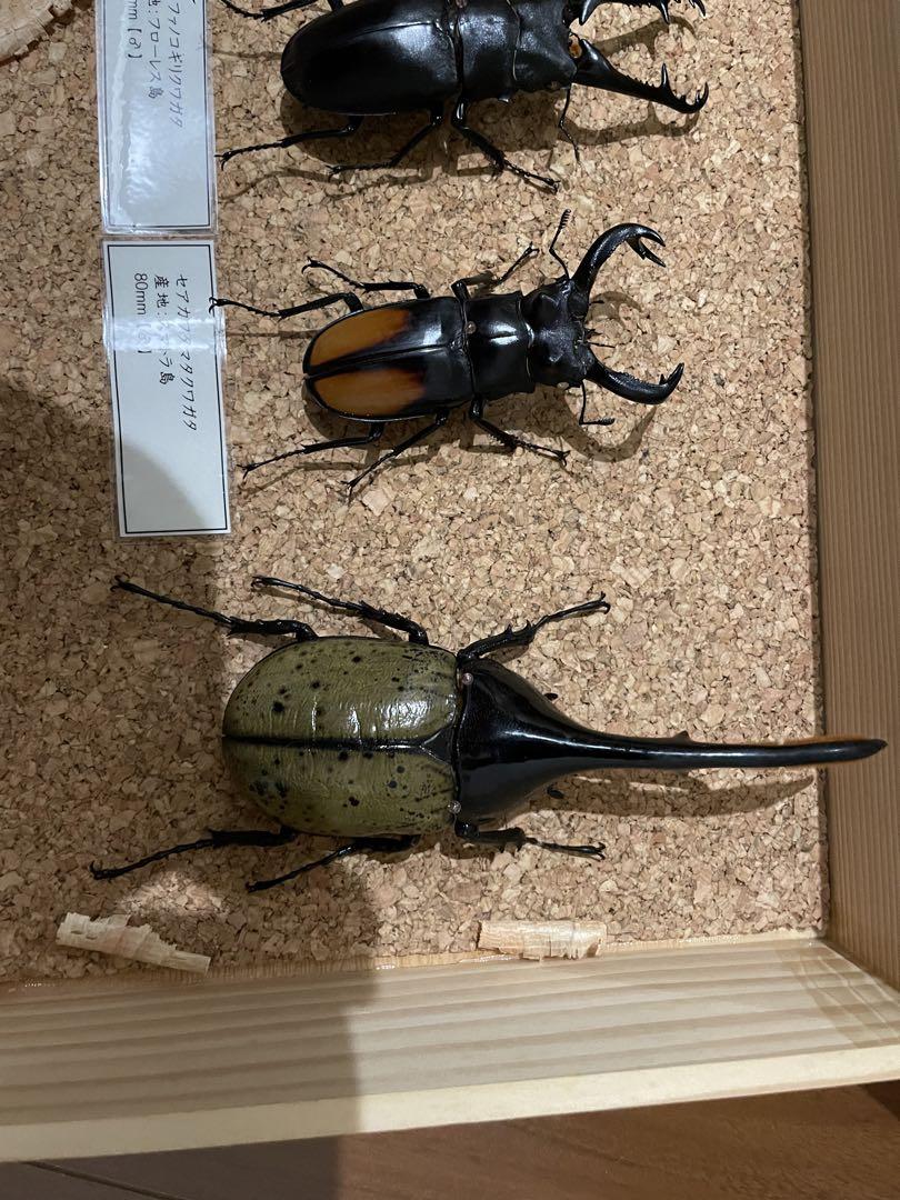 昆虫標本セット（4体）