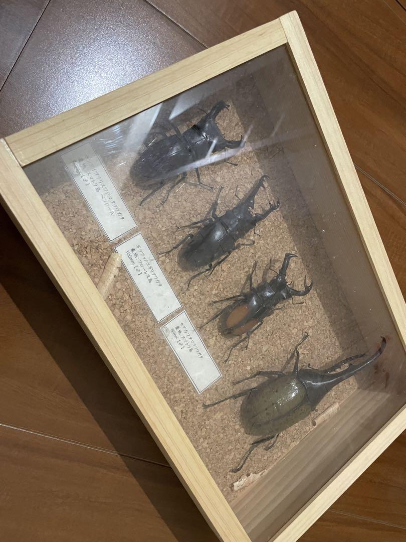 昆虫標本セット（4体）